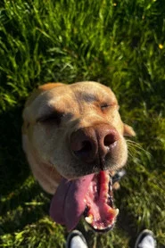 Ted the Dog
