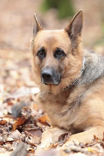 Indi