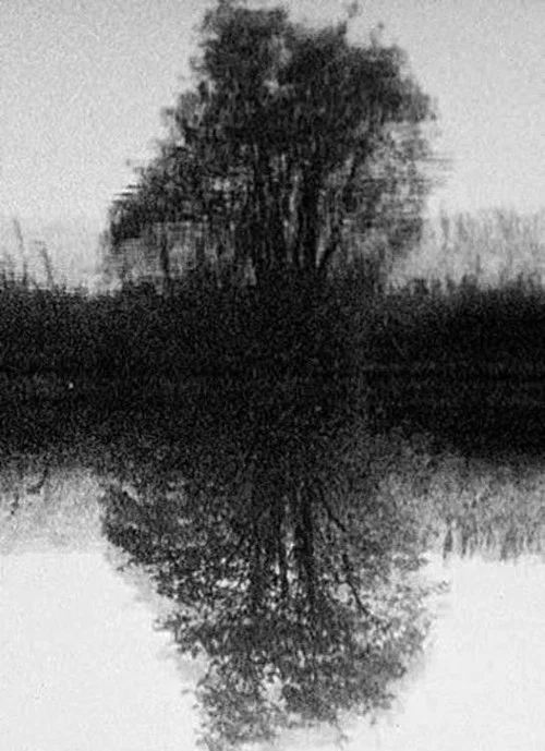 Tree Reflection постер