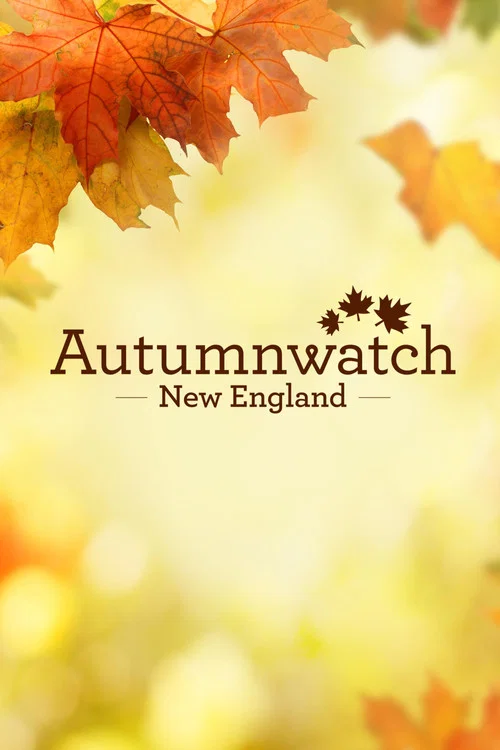 Autumnwatch New England постер