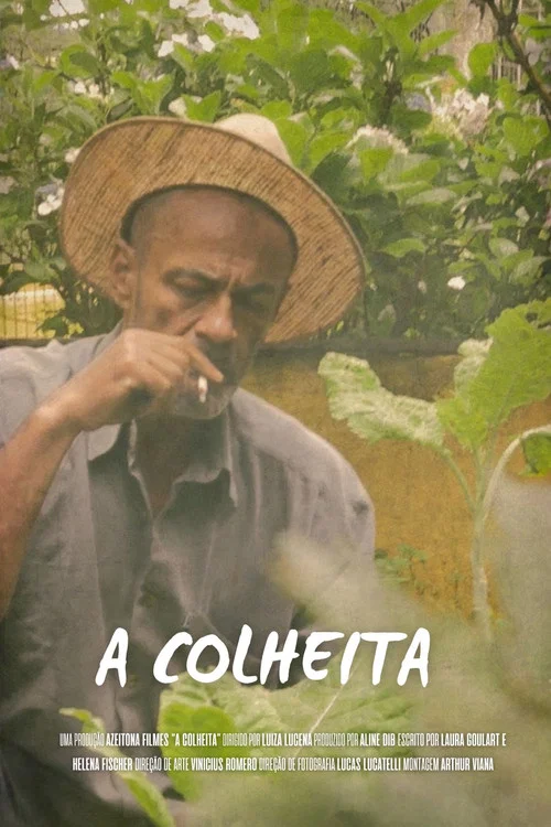 A Colheita постер