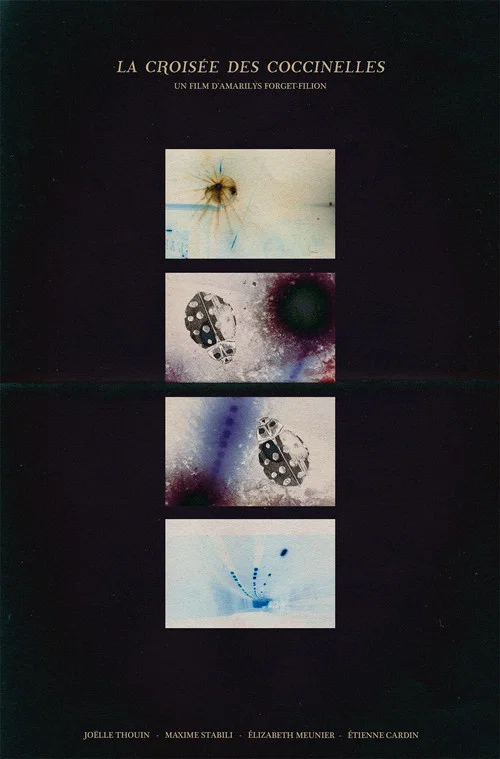 La croisée des coccinelles постер