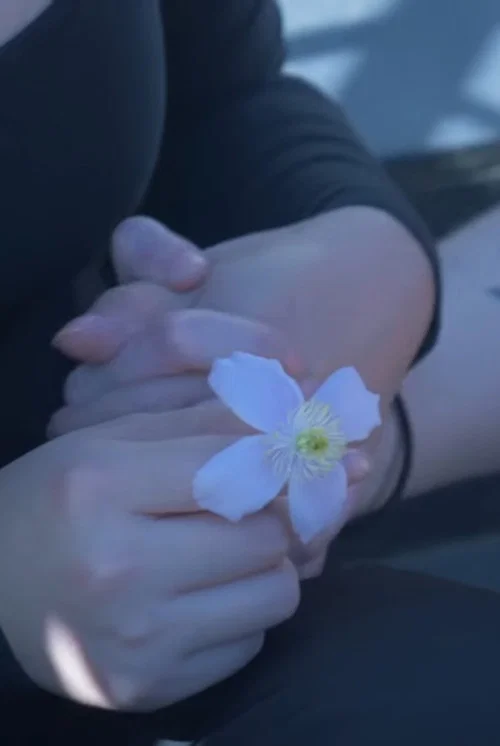 Pushing Daisies постер