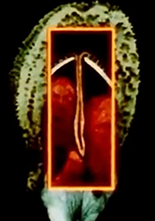 Maternal Language Part 1: The Construction of Maternal Form & its Adaptation to Absent Sexual Vitality постер
