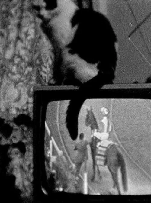 Cat on TV постер