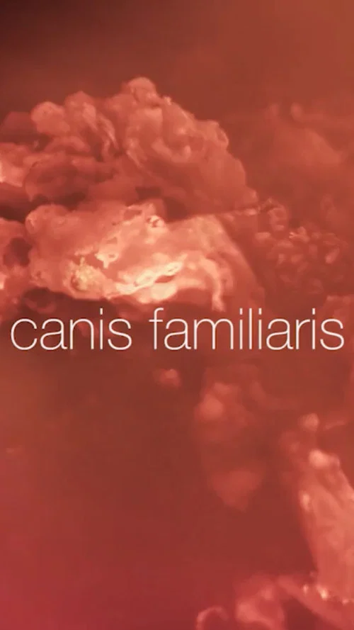 Canis familiaris постер