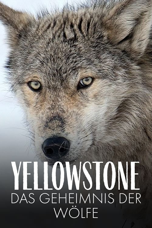 Yellowstone - Das Geheimnis der Wölfe постер