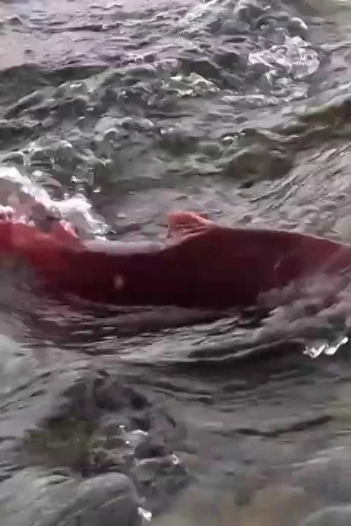 Stó:lo — Big River постер