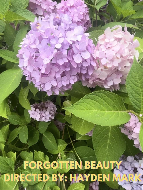 Forgotten Beauty постер