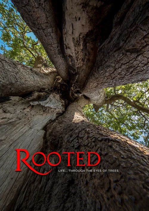 Rooted постер
