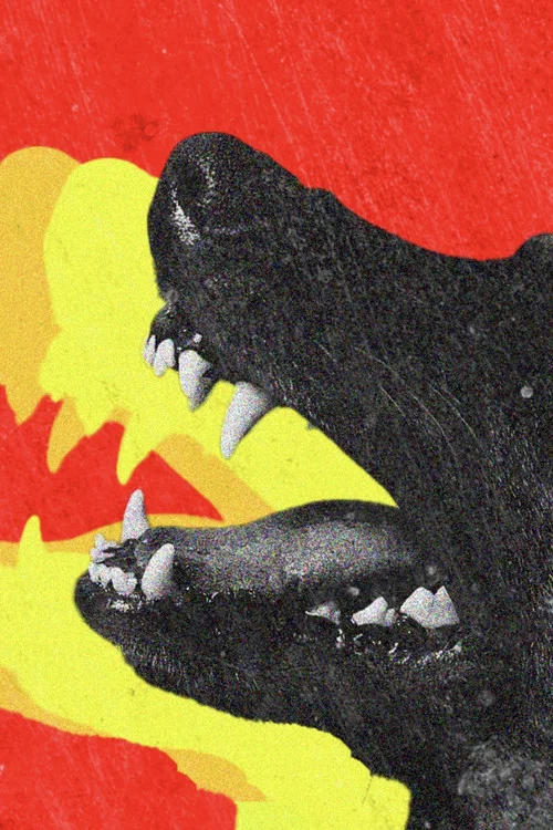 DOGTOOTH постер