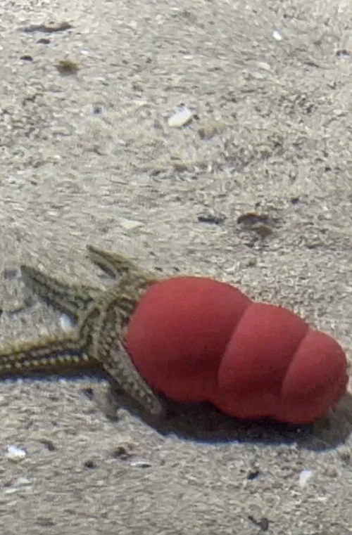 Atlantaquaria постер