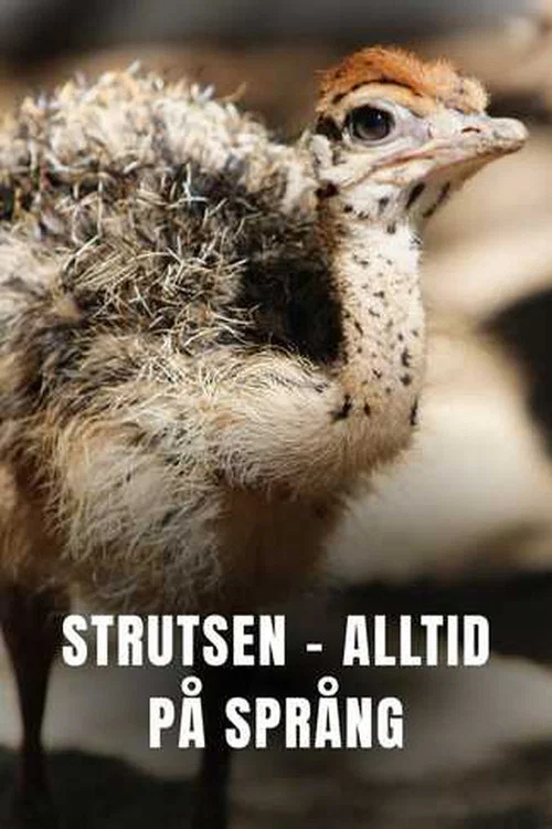 Ostrich - A Life On The Run постер