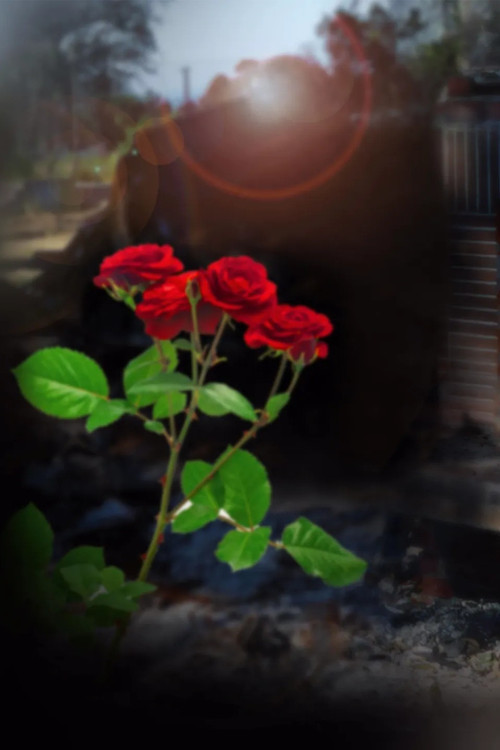After the Ashes: Rebuilding from the LA Wildfires постер