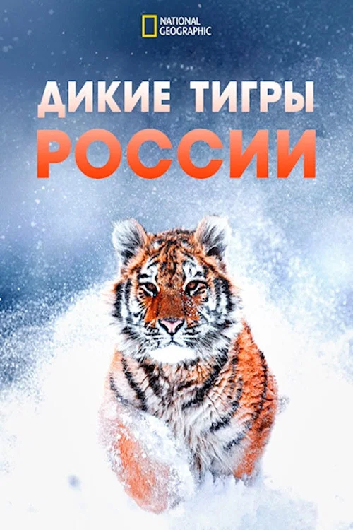 Дикие тигры России постер