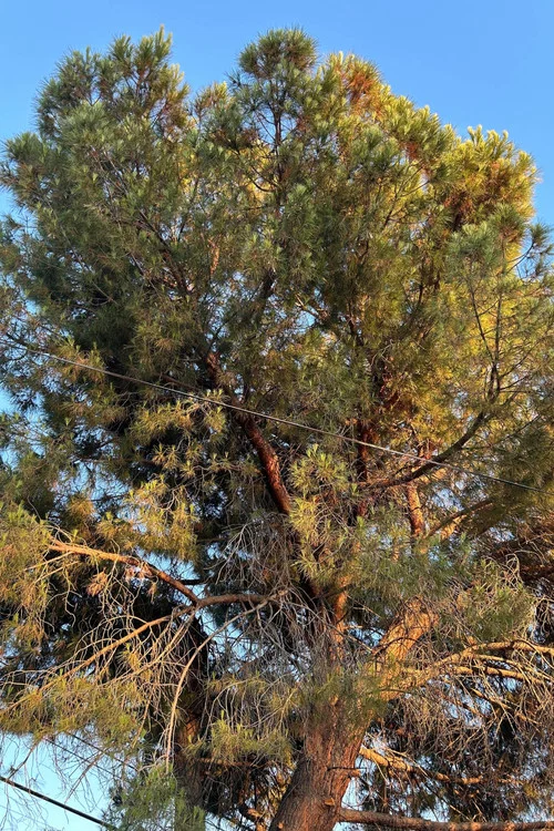 Tree постер