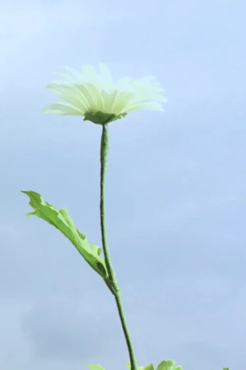 花とラルバ постер