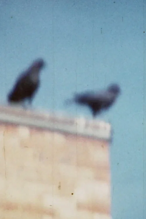 Caw Notes постер