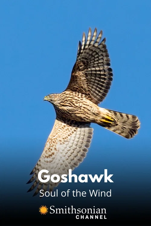 Goshawk - Soul of the Wind постер