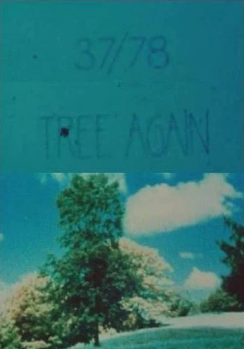 37/78: Tree Again постер