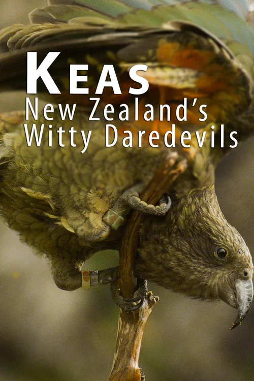 Heimliche Helden - Keas in Neuseeland постер
