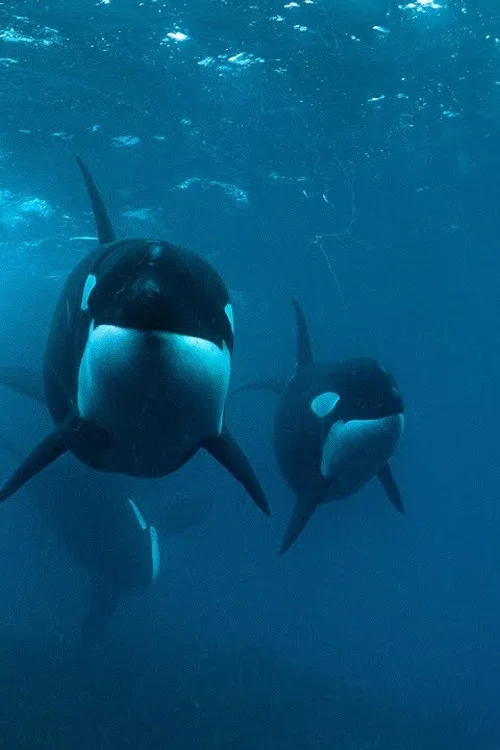 0800 SEE ORCA постер