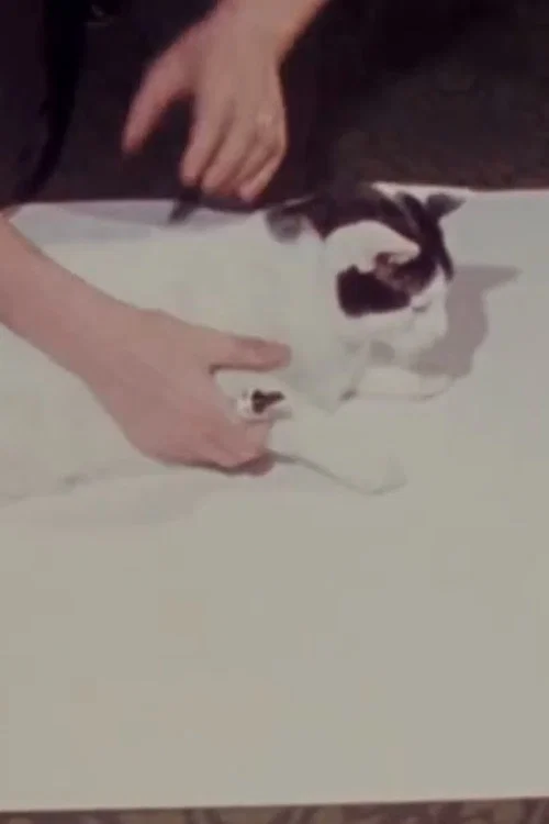How to Draw a Cat постер