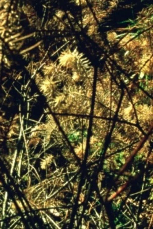 Arboretum Cycle постер
