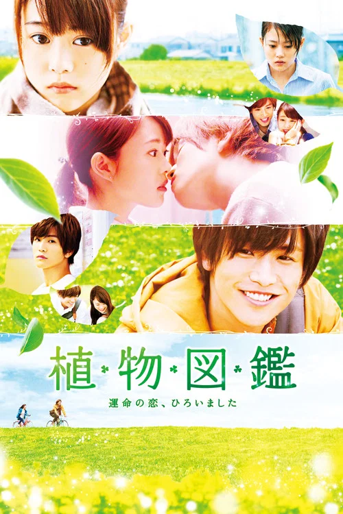 Evergreen Love постер