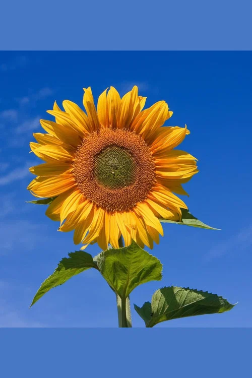 Yellow Valley Gardens постер
