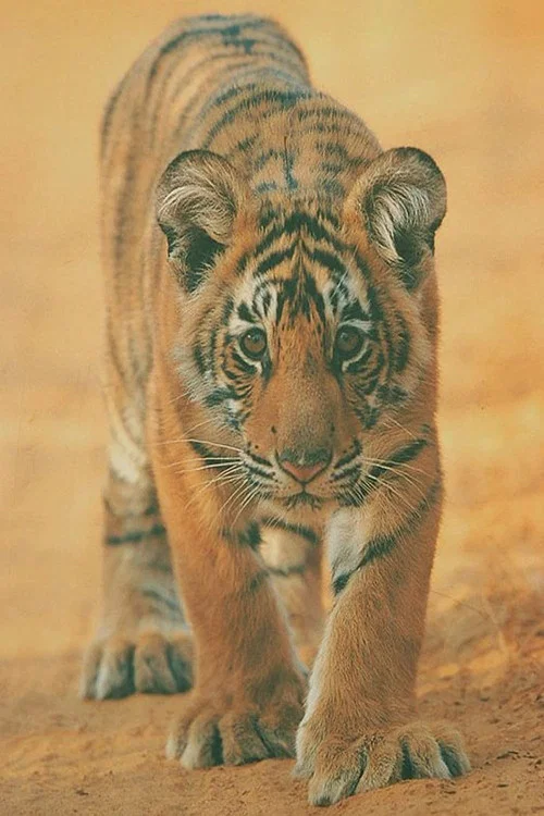 Broken Tail постер