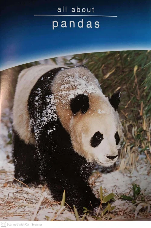 all about pandas постер