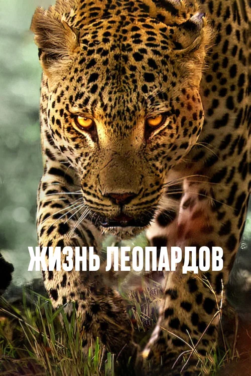 Жизнь леопардов постер
