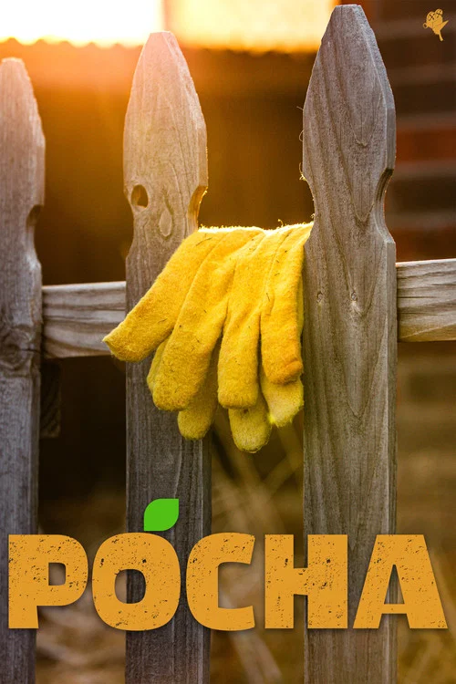 Pocha постер