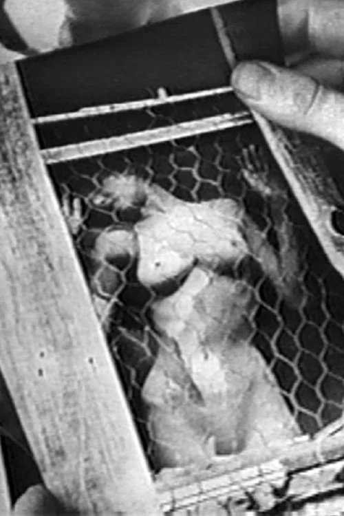 La Femme Image постер
