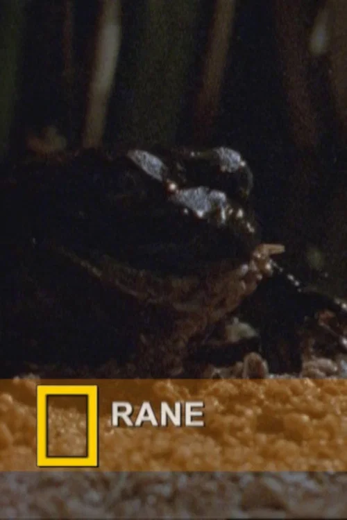 Fearsome Frogs постер