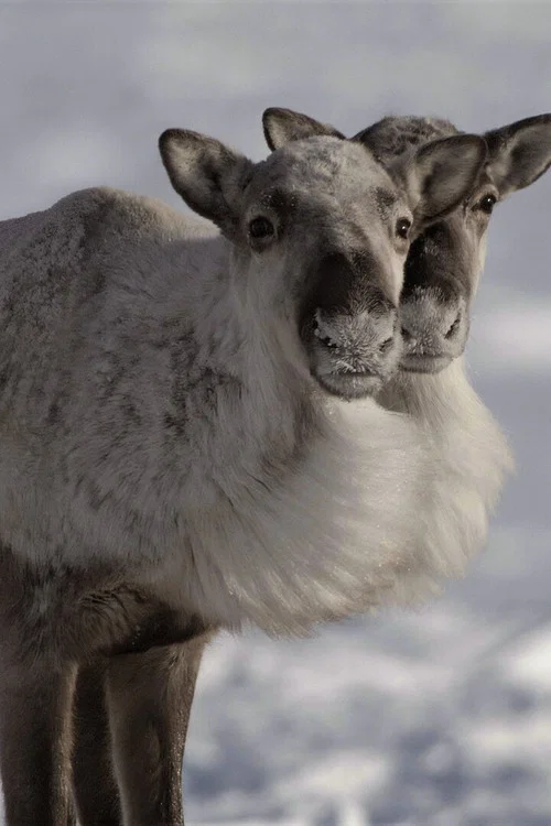 Caribou Nation постер