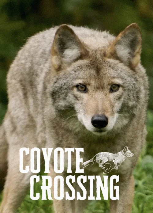 Coyote Crossing постер