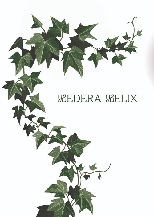 Hedera Helix постер
