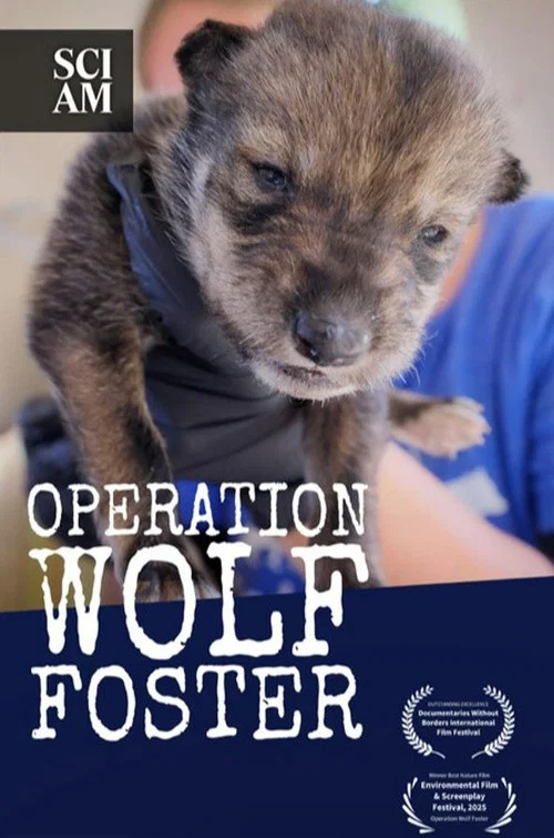 Operation Wolf Foster постер