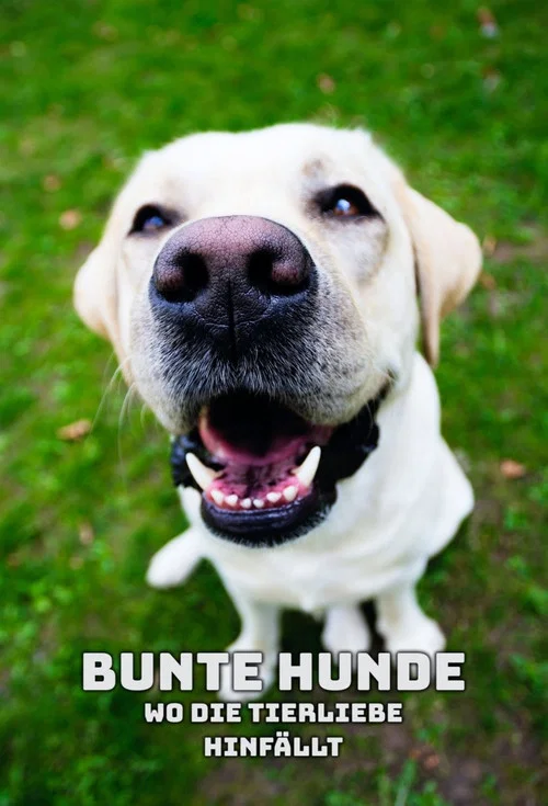 Bunte Hunde – Wo die Tierliebe hinfällt постер
