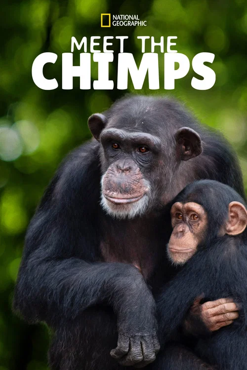 Meet the Chimps постер