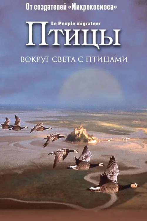 Птицы постер