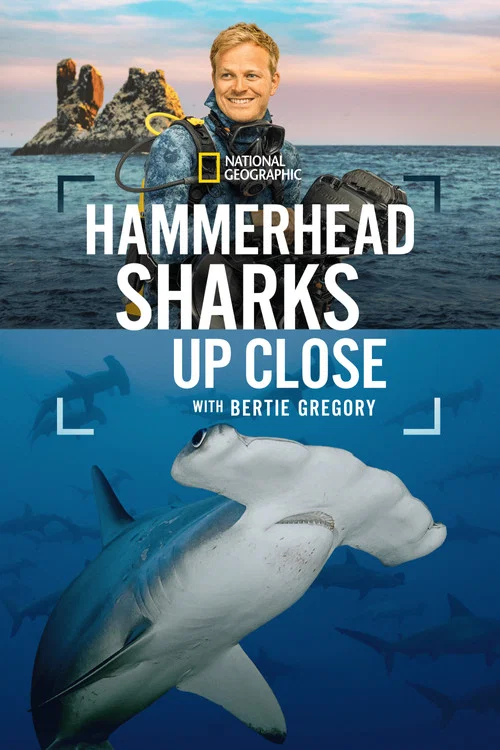 Hammerhead Sharks Up Close with Bertie Gregory постер