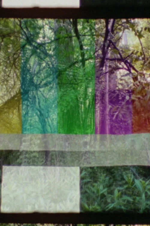 SMPTE FOREST постер