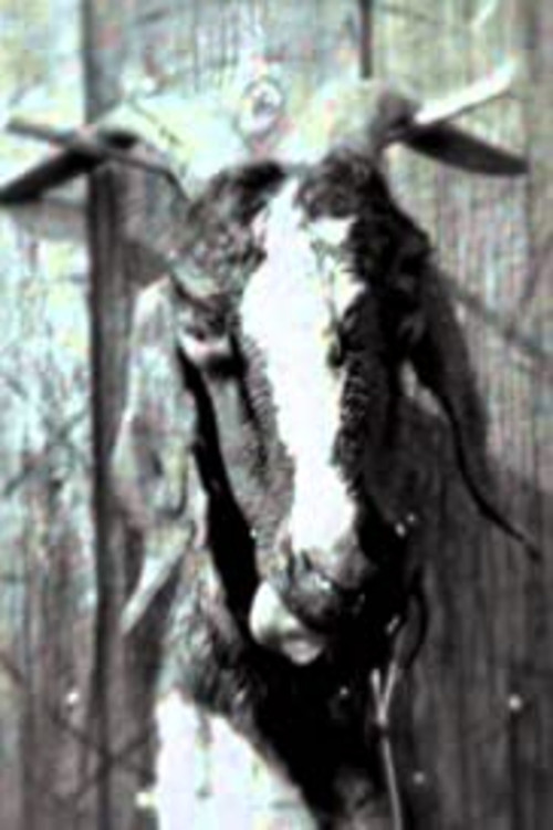 Slipknot: Goat постер