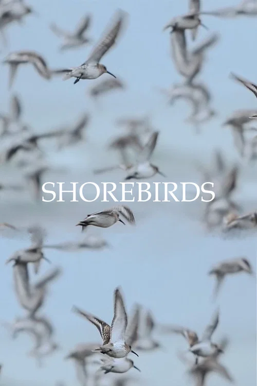 Shorebirds постер