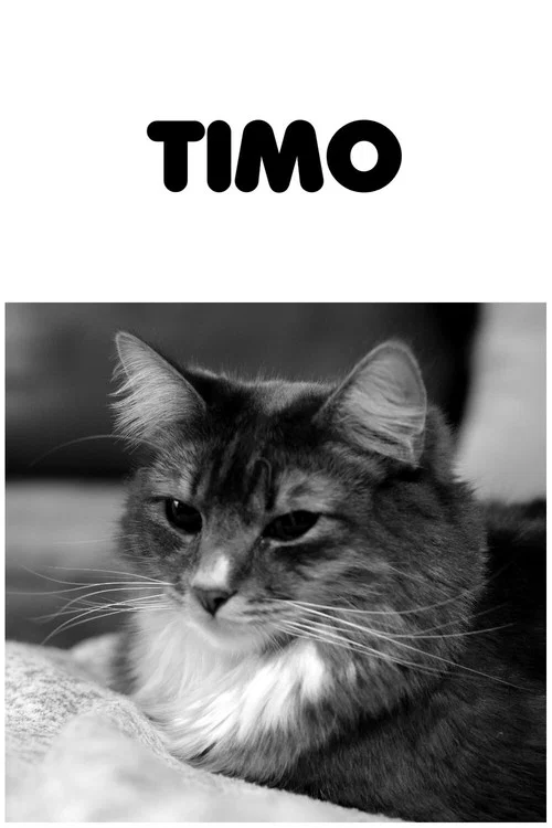 Timo постер