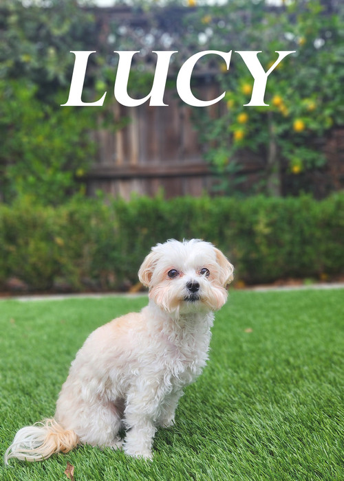 Lucy постер