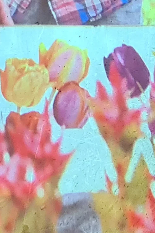 jolies fleurs une vie meilleure постер
